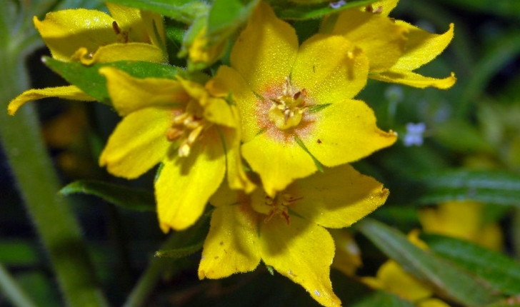 Lysimachia vulgaris