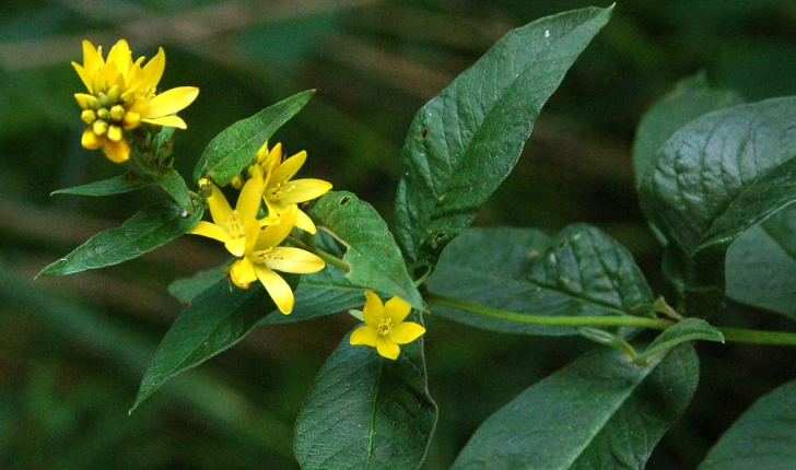 Lysimachia vulgaris