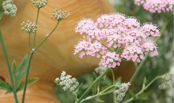 Pimpinella major (Huds., 1762)