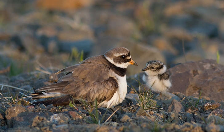 Charadrius hiaticula (Linné, 1758)