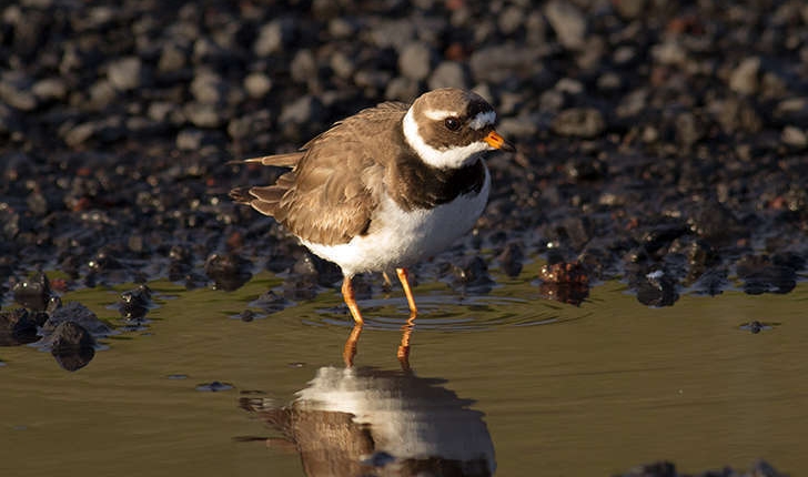 Charadrius hiaticula (Linné, 1758)