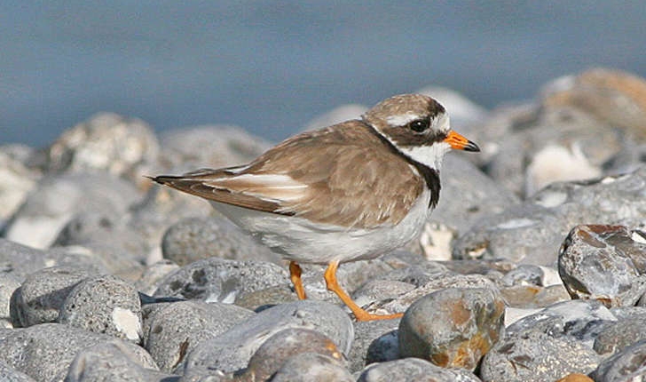 Charadrius hiaticula (Linné, 1758)