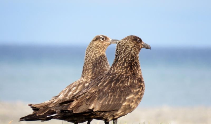 Stercorarius skua