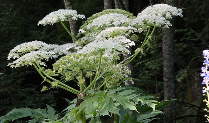 Heracleum sphondylium L.