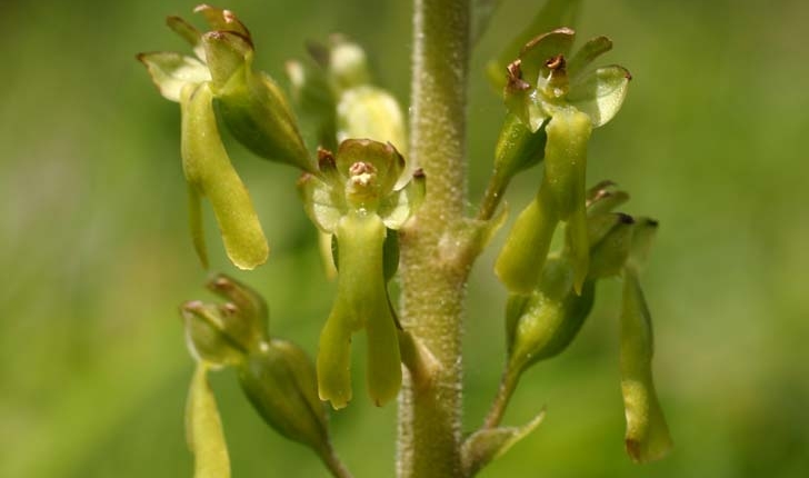 Listera ovata