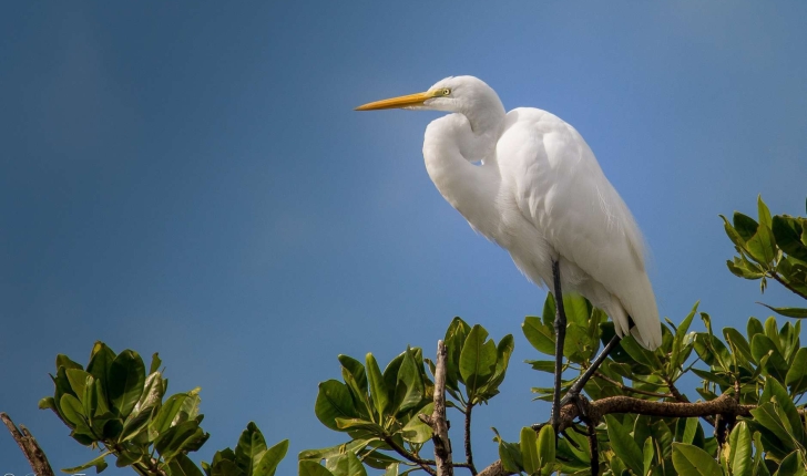 Ardea alba (Linnaeus, 1758)