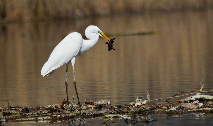 Ardea alba (Linnaeus, 1758)