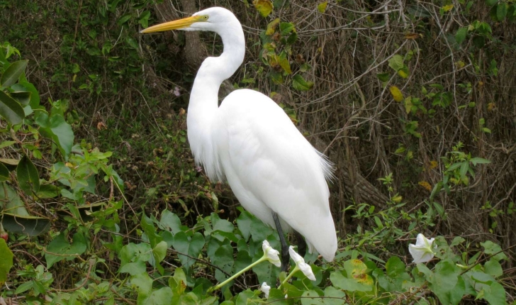 Ardea alba (Linnaeus, 1758)