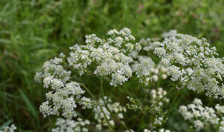 Conium maculatum L., 1753