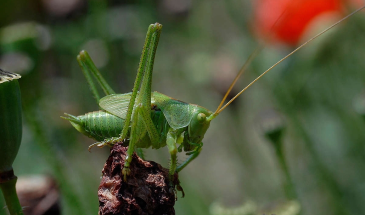 Tettigonia viridissima (Linnaeus, 1758)