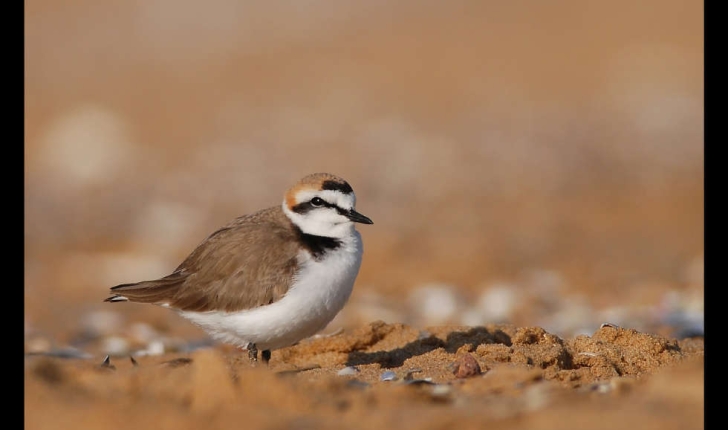 Gravelot à collier interrompu (Charadrius alexandrinus) mâle