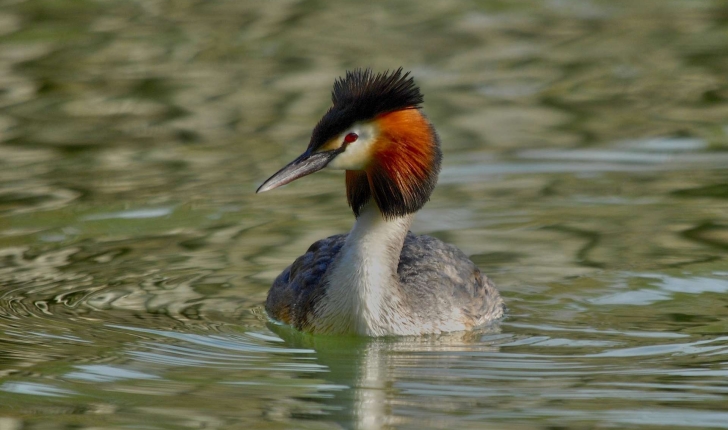 Podiceps cristatus (Linnaeus, 1758)