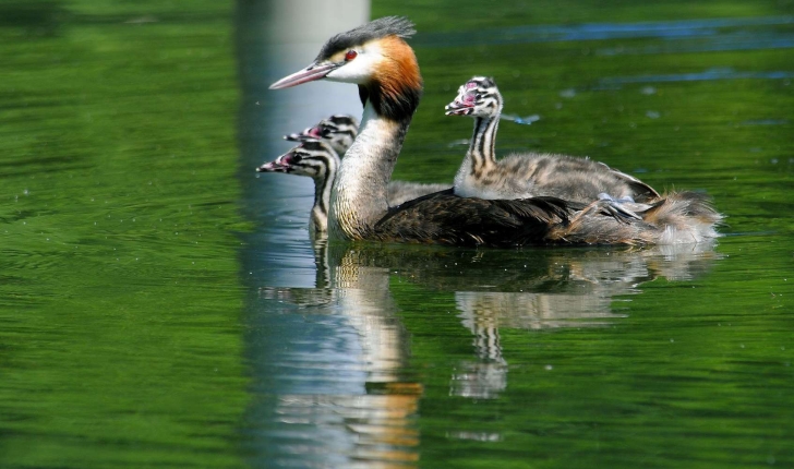 Podiceps cristatus (Linnaeus, 1758)