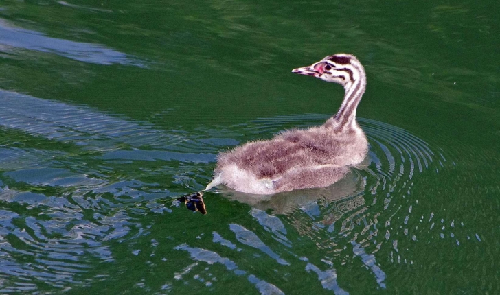 Podiceps cristatus (Linnaeus, 1758)