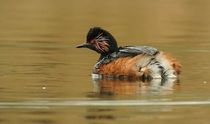 Podiceps nigricollis (Brehm, CL, 1831)