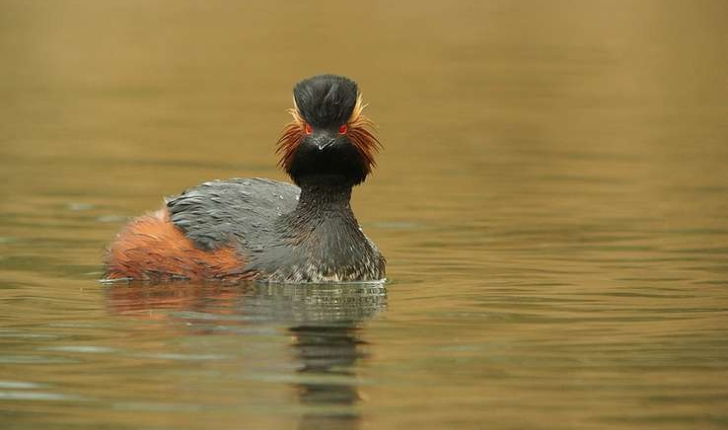 Podiceps nigricollis (Brehm, CL, 1831)