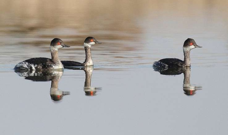 Podiceps nigricollis (Brehm, CL, 1831)