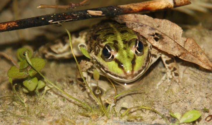  Pelophylax ridibundus