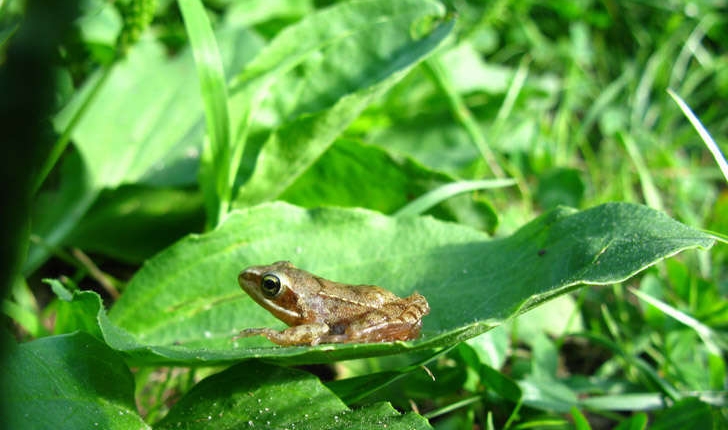 Rana dalmatina (Fitzinger in Bonaparte, 1839)