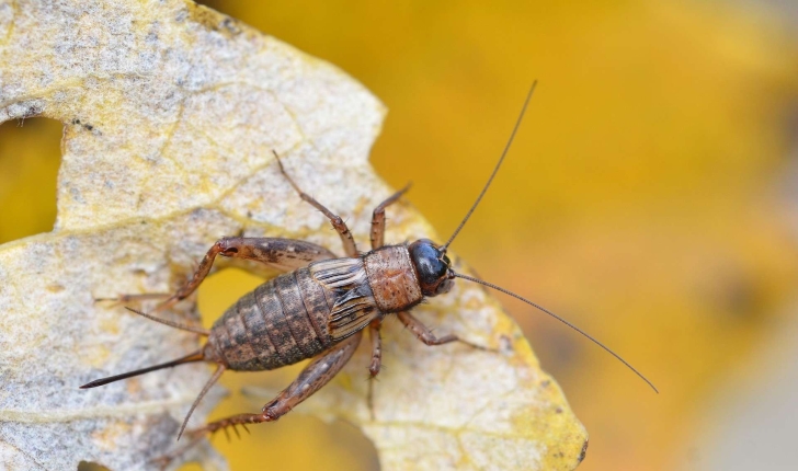 Nemobius sylvestris (Bosc d'Antic, 1792)