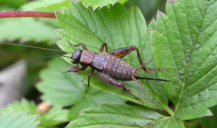 Nemobius sylvestris (Bosc d'Antic, 1792)