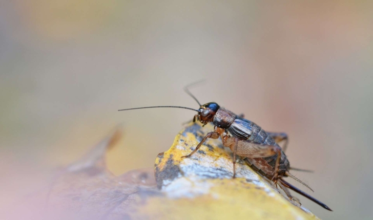 Nemobius sylvestris (Bosc d'Antic, 1792)