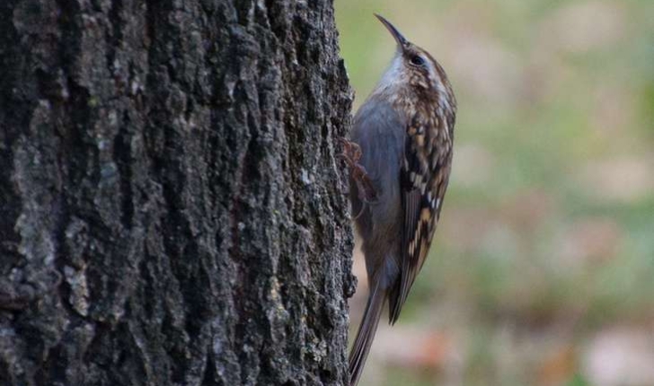 Certhia brachydactyla (Brehm, 1820)