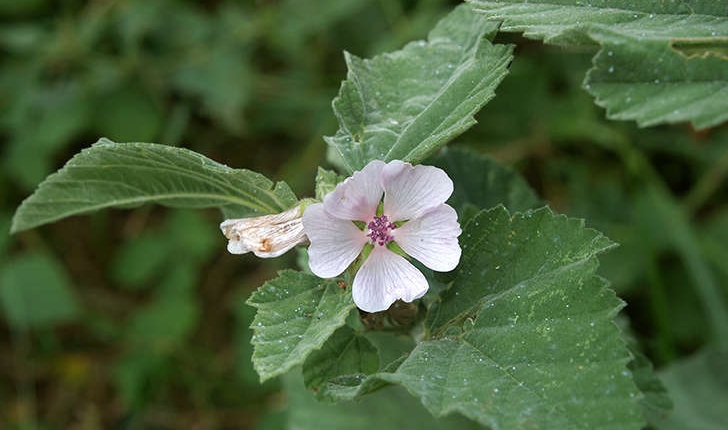 Althaea officinalis (L.1753)