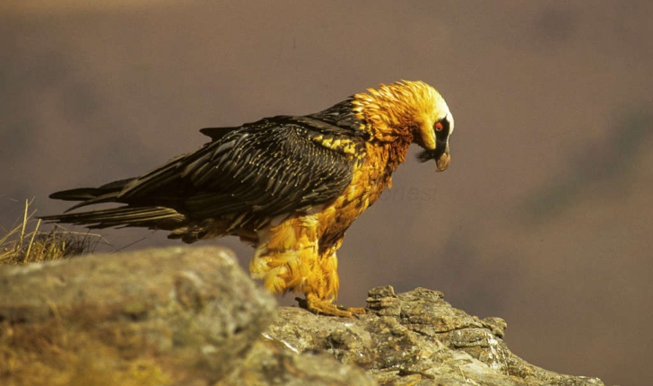 Gypaetus barbatus (Linnaeus, 1758)