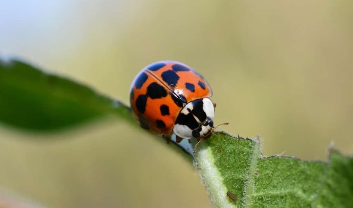 Harmonia axyridis (Pallas, 1773)