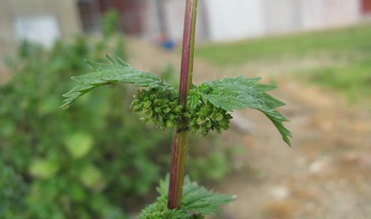 Urtica urens (L., 1753)