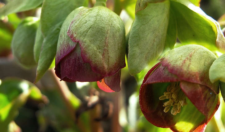 Helleborus foetidus (L., 1753)