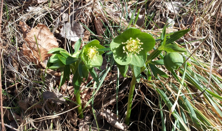 Helleborus viridis (L., 1753)