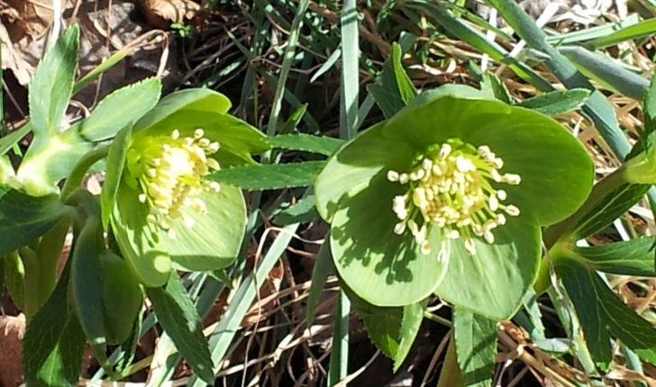 Helleborus viridis (L., 1753)