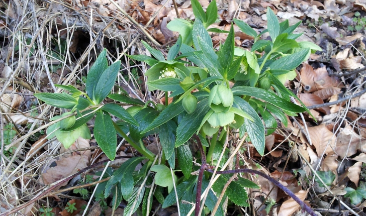 Helleborus viridis (L., 1753)