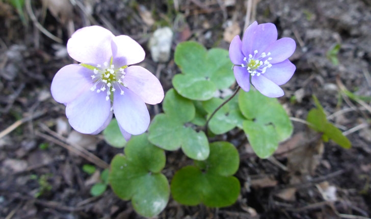 Hepatica nobilis