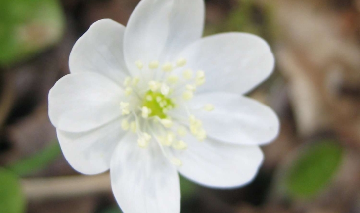 Anemone hepatica L.