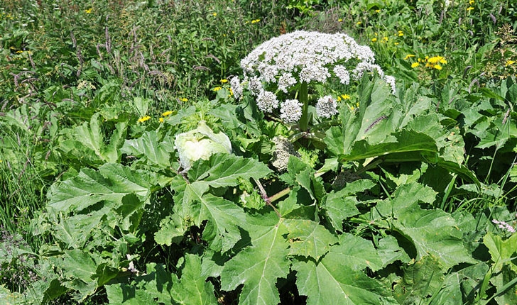 Heracleum Sphondylium