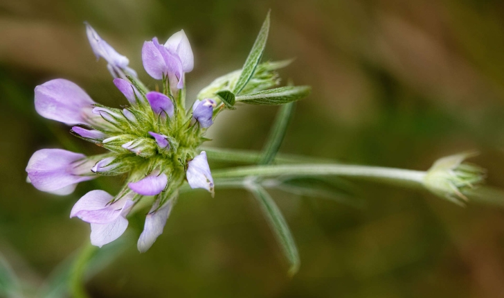 Bituminaria bituminosa (L.) C. H. Stirt., 1981