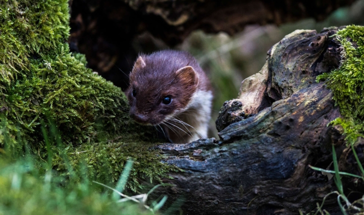 Mustela erminea (Linnaeus, 1758)