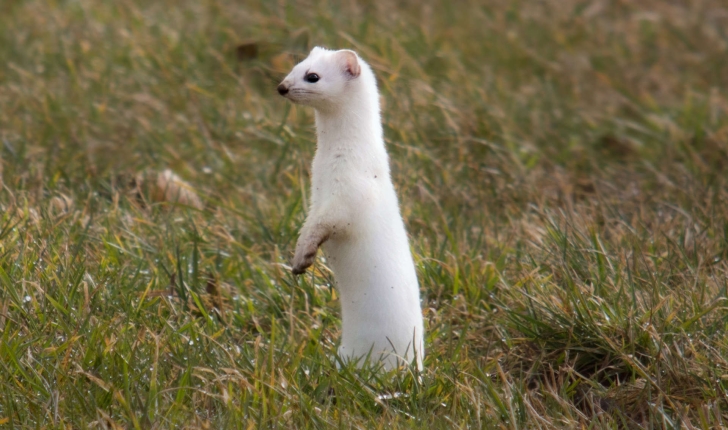 Mustela erminea (Linnaeus, 1758)