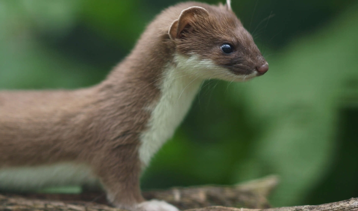 Mustela erminea (Linnaeus, 1758)