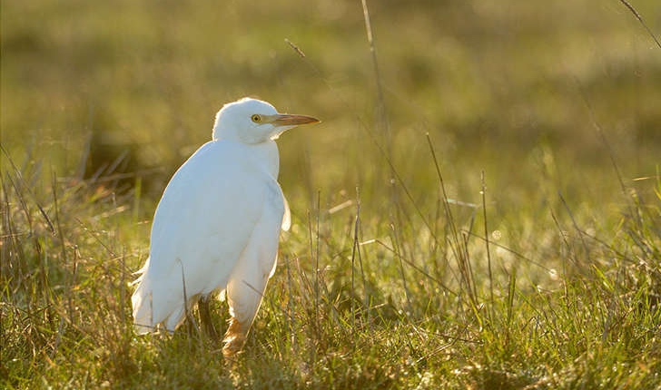 Bubulcus ibis (Linnaeus, 1758)