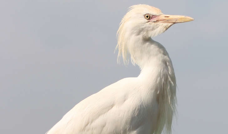 Bubulcus ibis (Linnaeus, 1758)