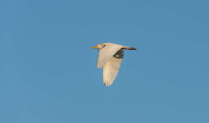 Bubulcus ibis (Linnaeus, 1758)