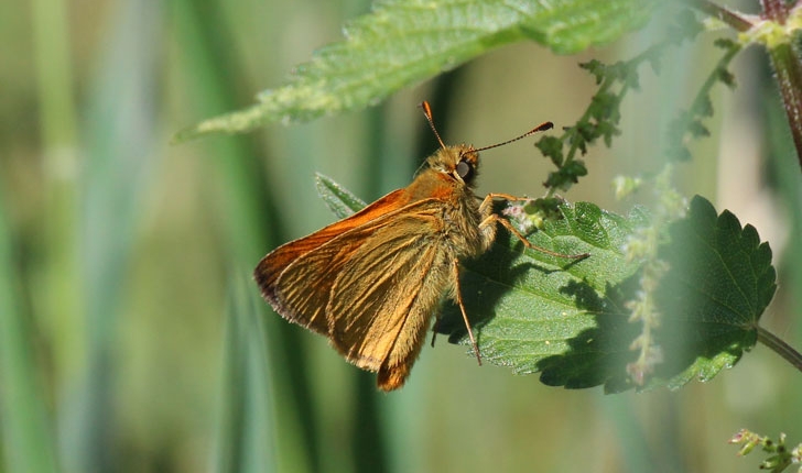 Thymelicus sylvestris