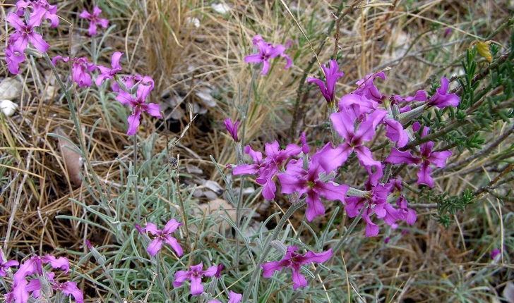 Hesperis laciniata