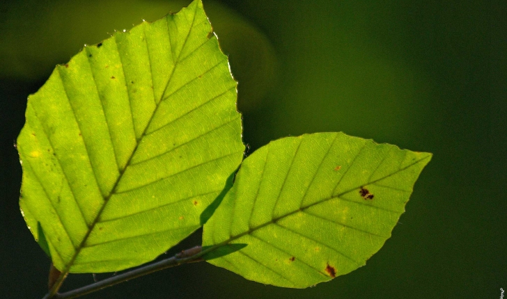 Fagus sylvatica