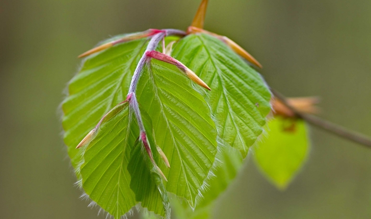 Fagus sylvatica