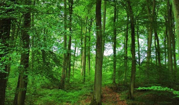 Fagus sylvatica